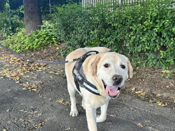 Arturo splendido Labrador di 10 anni cerca casa Urgente !!!! Foto 6
